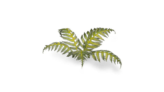 Bracken Gamers Grass