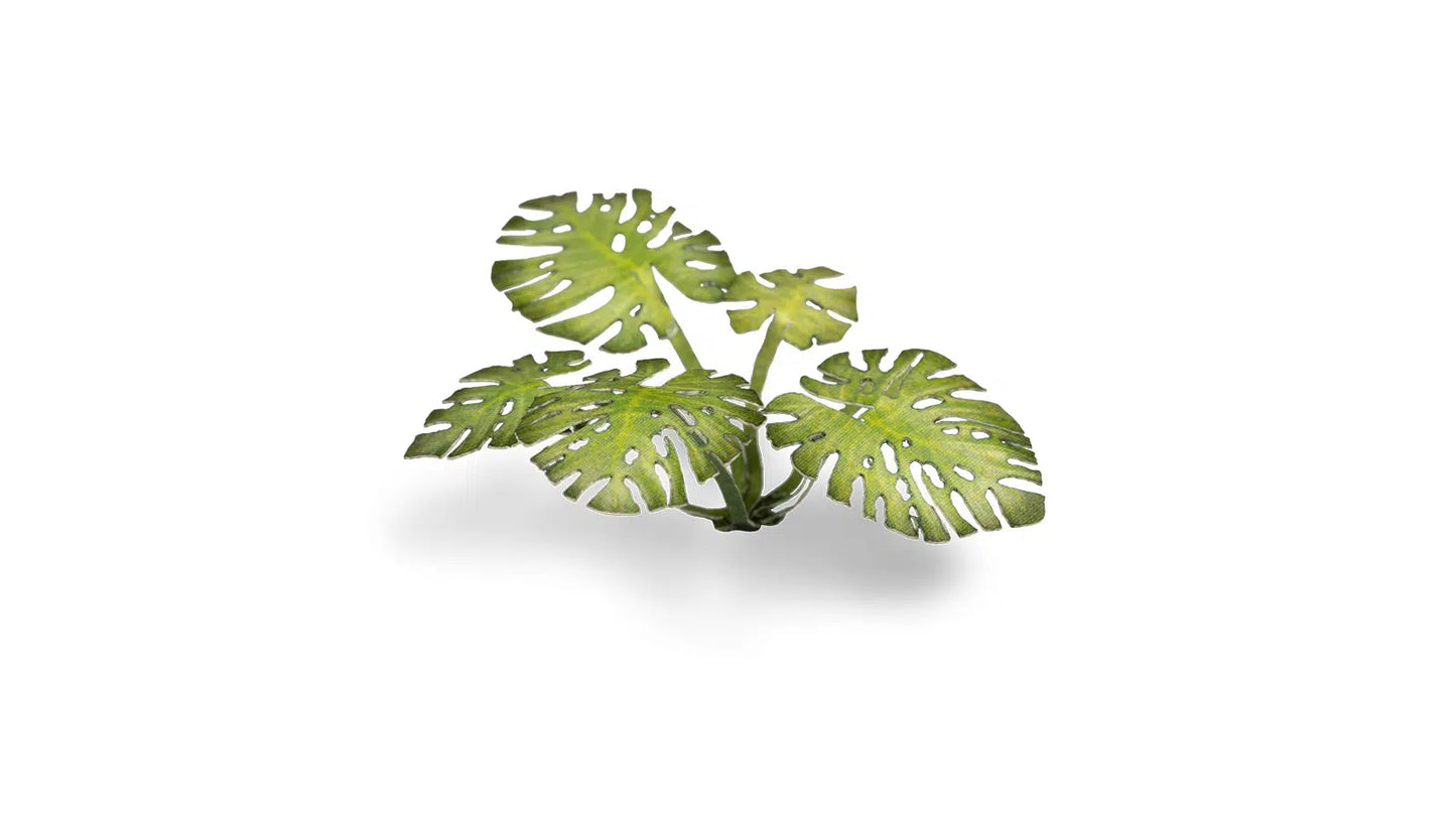 Monstera Gamers Grass